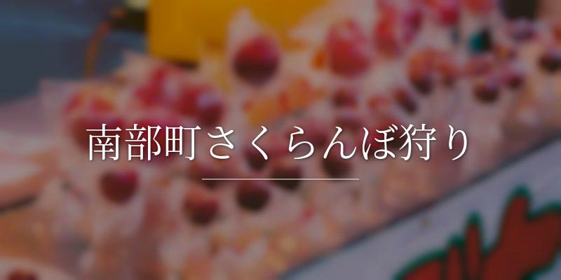 南部町さくらんぼ狩り