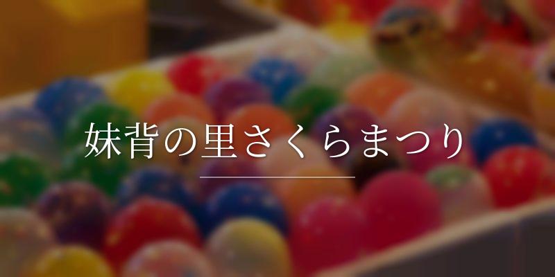 妹背の里さくらまつり