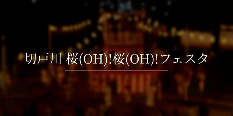 切戸川 桜(OH)!桜(OH)!フェスタ