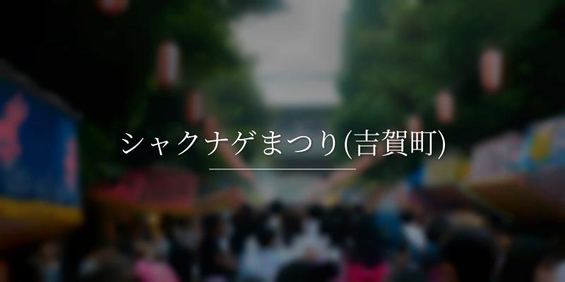 シャクナゲまつり(吉賀町)