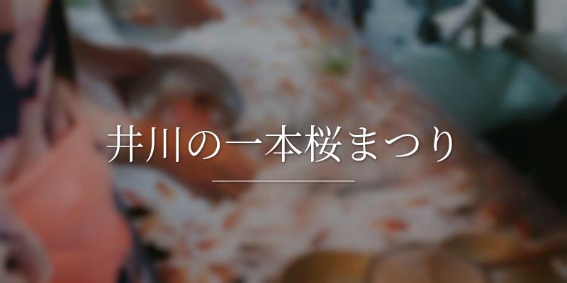 井川の一本桜まつり