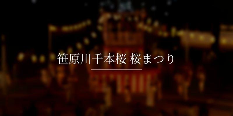 笹原川千本桜 桜まつり