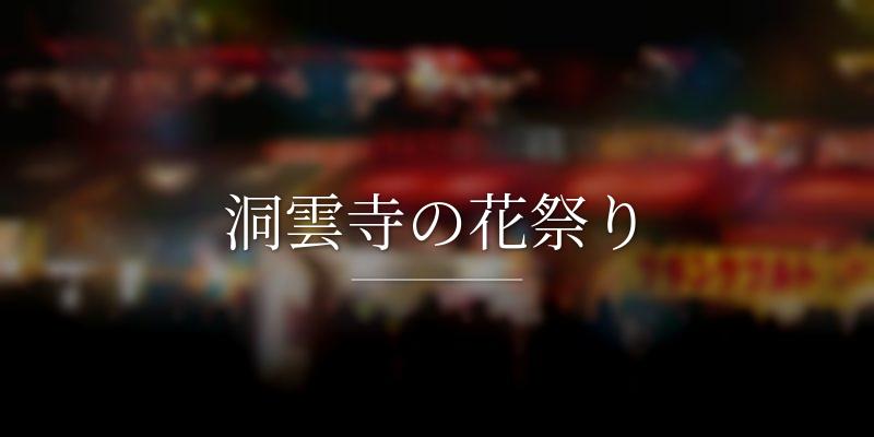 洞雲寺の花祭り