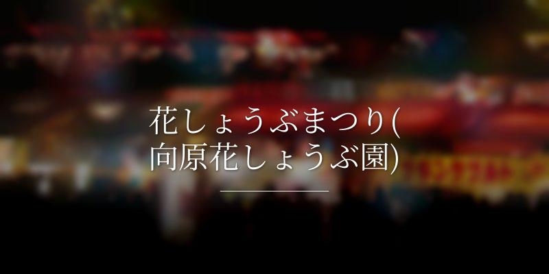 花しょうぶまつり(向原花しょうぶ園)