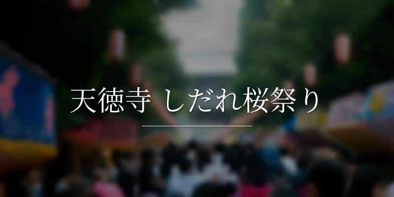 天徳寺 しだれ桜祭り