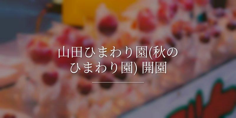 山田ひまわり園(秋のひまわり園) 開園