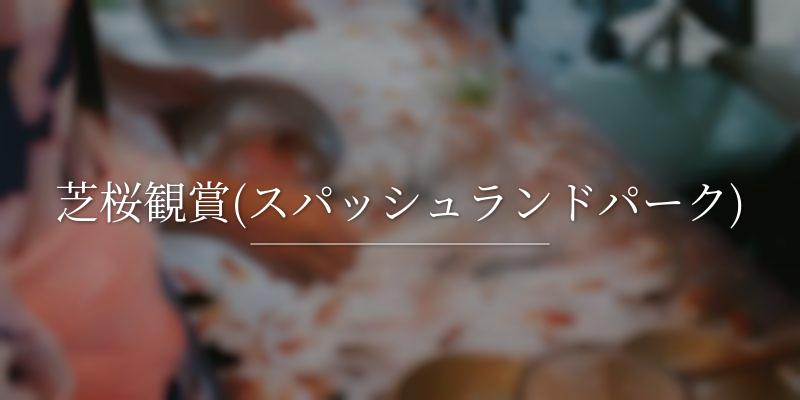 芝桜観賞(スパッシュランドパーク)