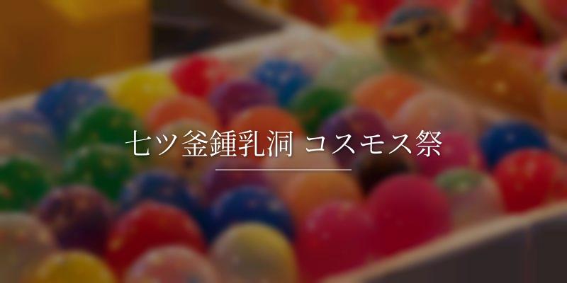 七ツ釜鍾乳洞 コスモス祭