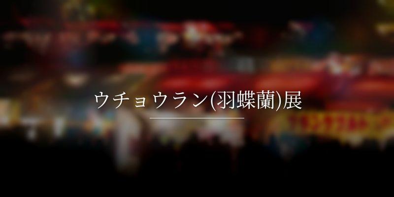 ウチョウラン(羽蝶蘭)展