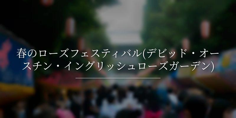 春のローズフェスティバル(デビッド・オースチン・イングリッシュローズガーデン)