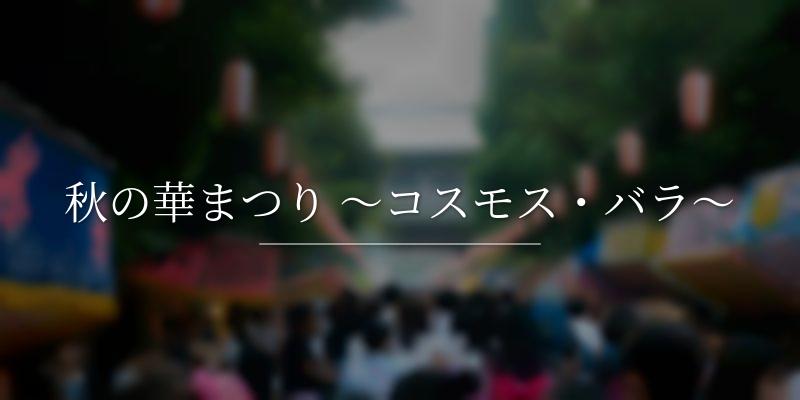 秋の華まつり ～コスモス・バラ～	
