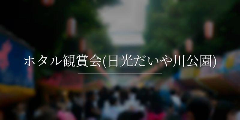 ホタル観賞会(日光だいや川公園)