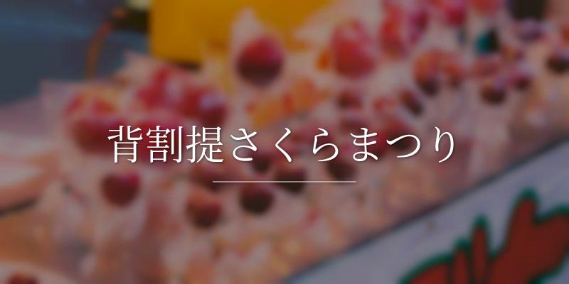 背割提さくらまつり 
