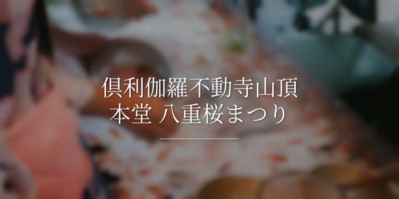 倶利伽羅不動寺山頂本堂 八重桜まつり